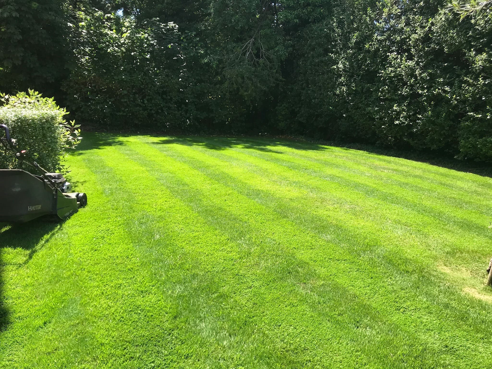 Green lawn with stripes
