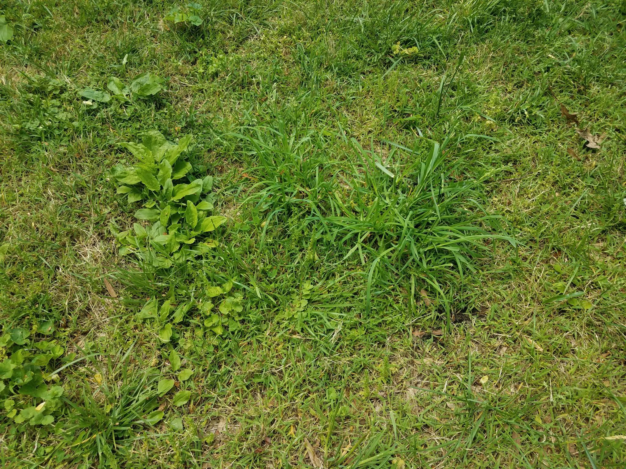 Weeds, moss and course grasses in problem lawn